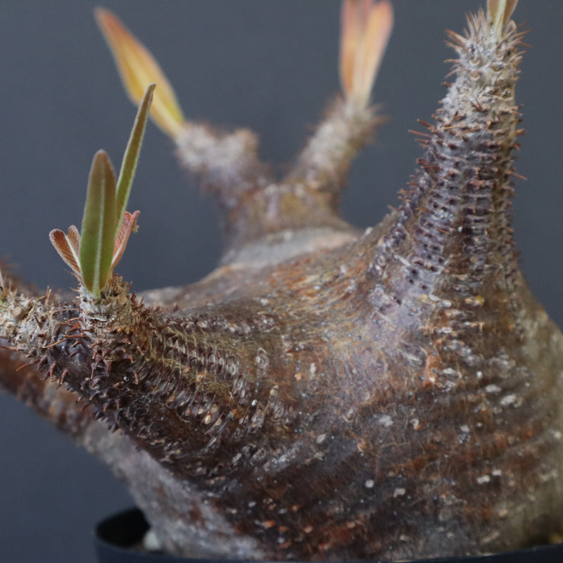 P.グラキリス1244【綴化】 – TaiShoDo ONLINE SHOP