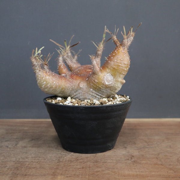 塊根植物 – 「