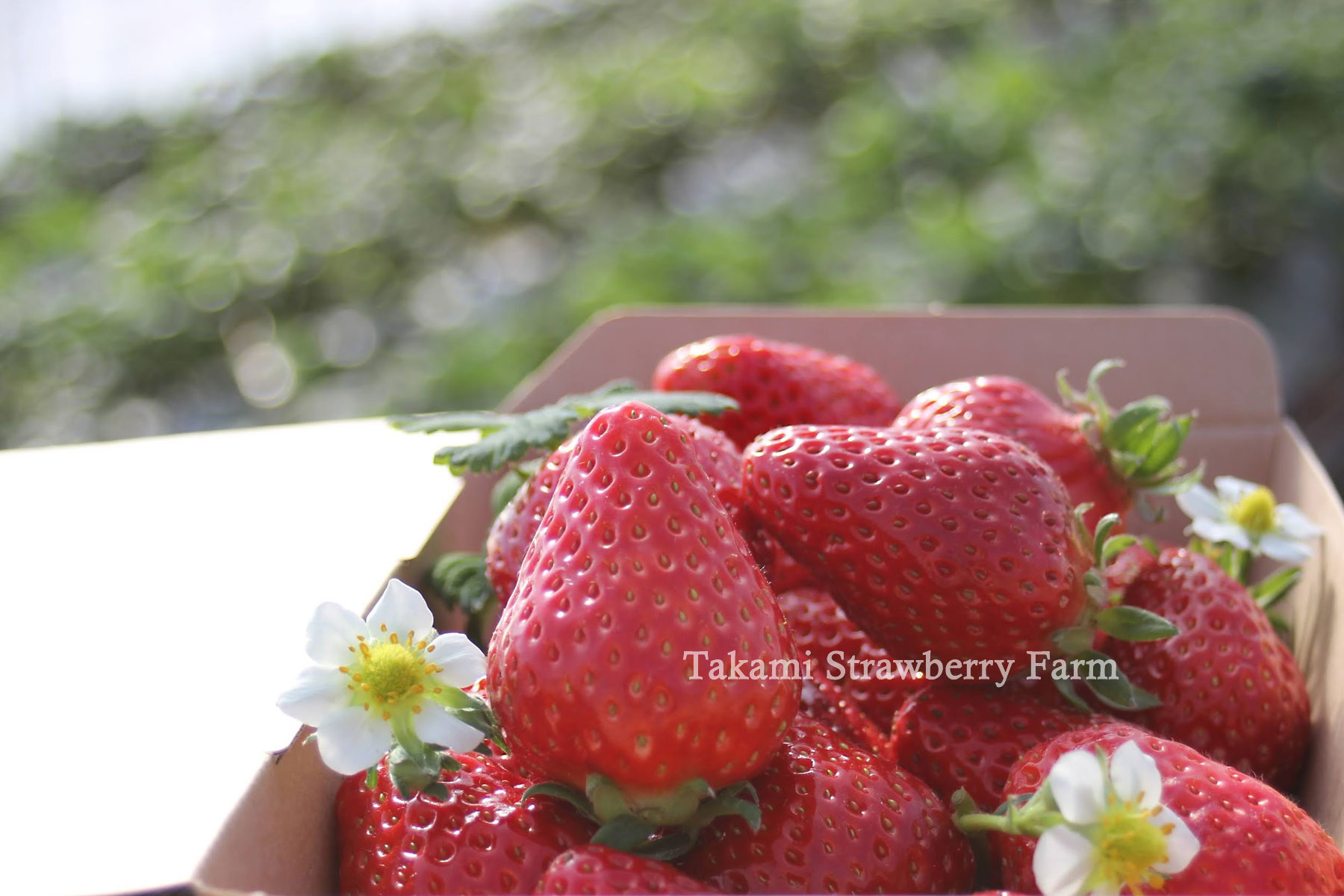 近隣のいちご農園 | やすぎの縁結びいちご 高見いちご縁｜島根県安来市