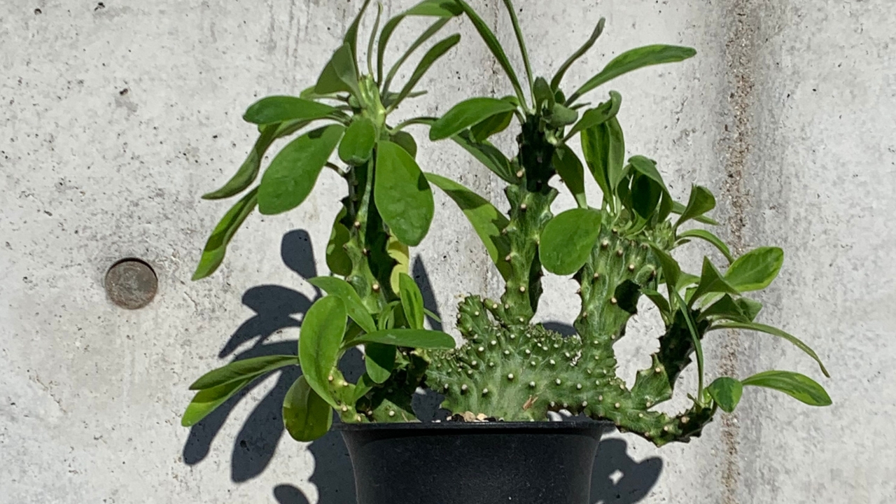 キリン角錦綴化とは？唯一無二のフォルムを持つ希少サボテンの魅力と