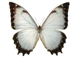 Thorne's Insects Shoppe - Viewing Morpho theseus juturna
