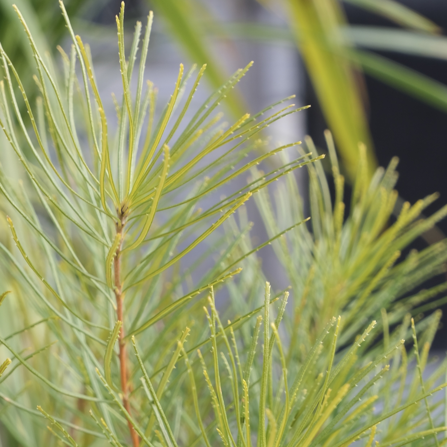 バンクシア コースト/Banksia integrifolia - the ROOTs design studio