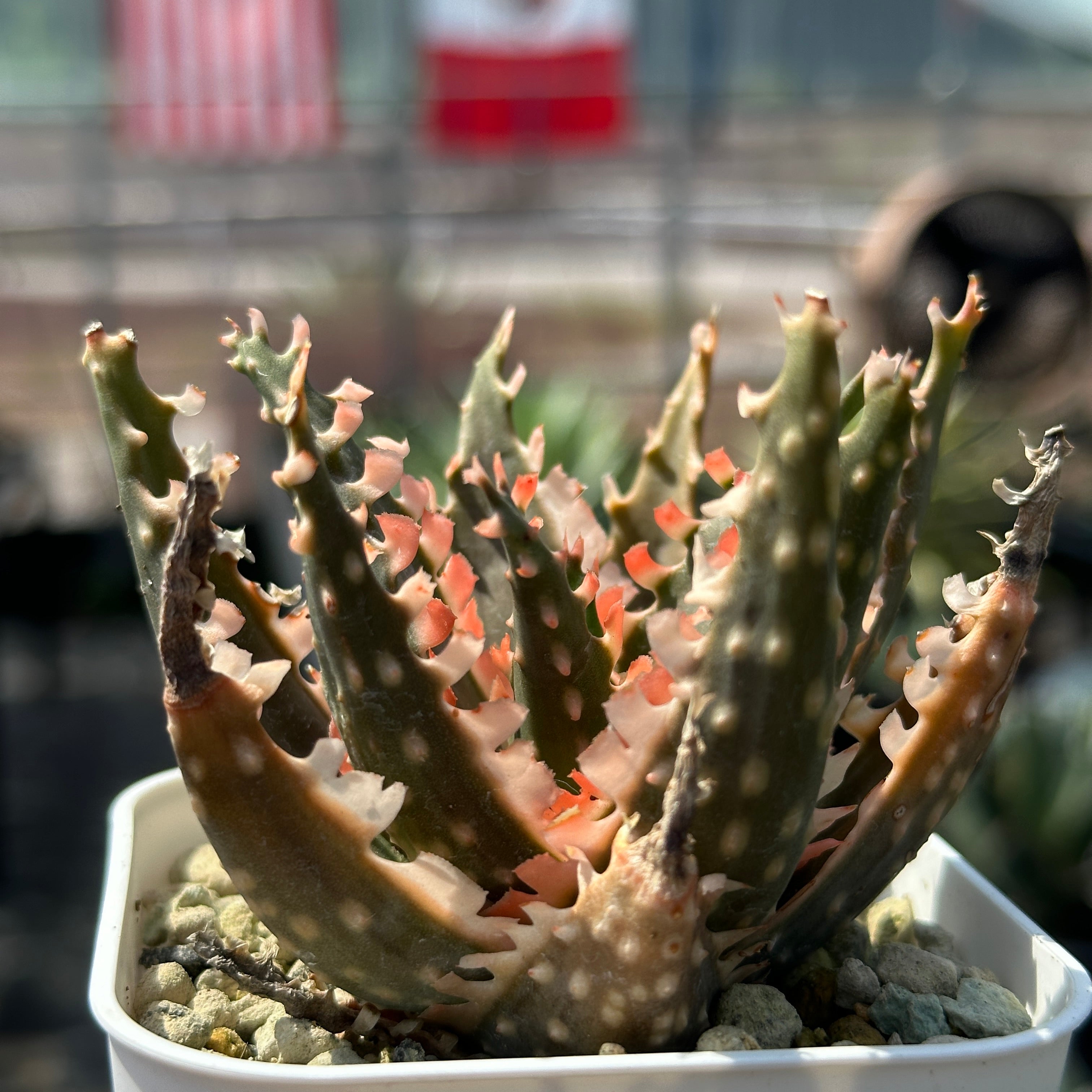 極上 belfiore succulent赤タグ アロエハイブリッド子株 速達 極上