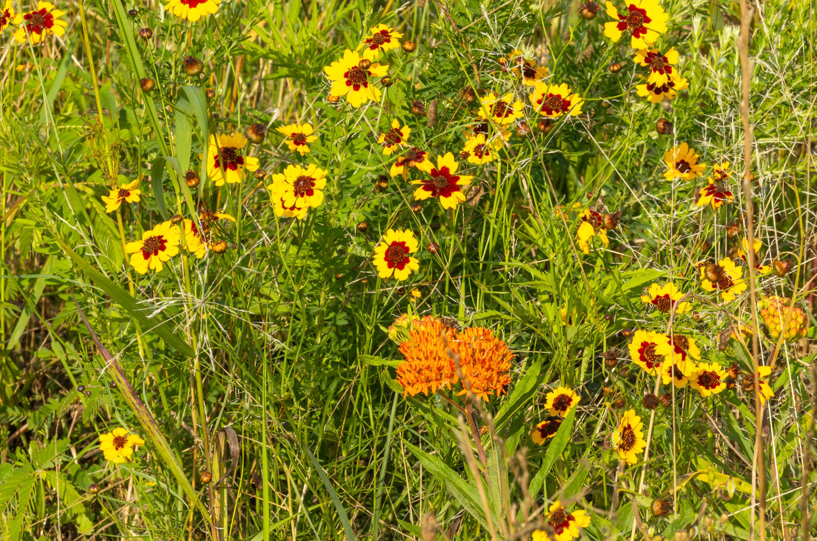 Attractions - Wildflower Meadow - The Pearl at Aspire