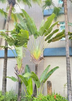 旅人の木の写真素材｜写真素材なら「写真AC」無料（フリー）ダウンロードOK