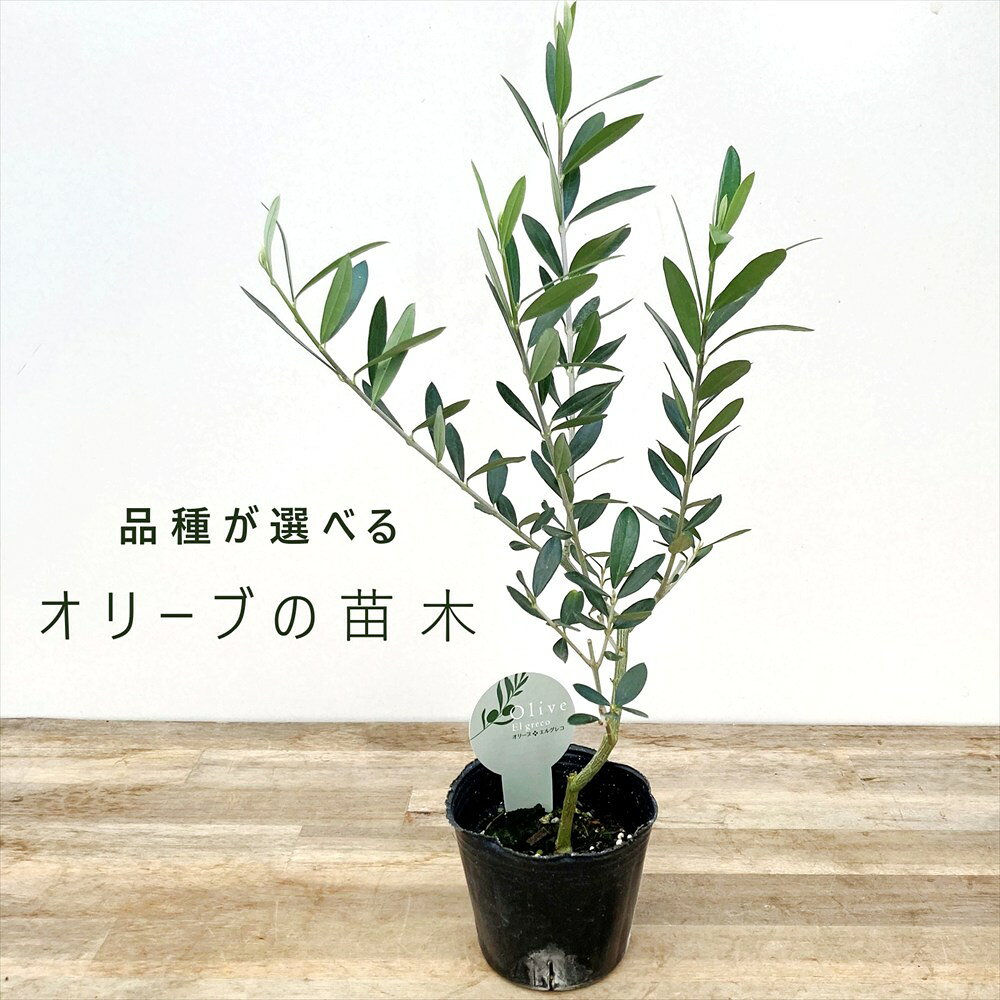 楽天市場】オリーブ ミッションの通販