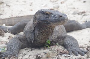 今年の干支は辰年！まるでドラゴンのような「コモドドラゴン」に会うに