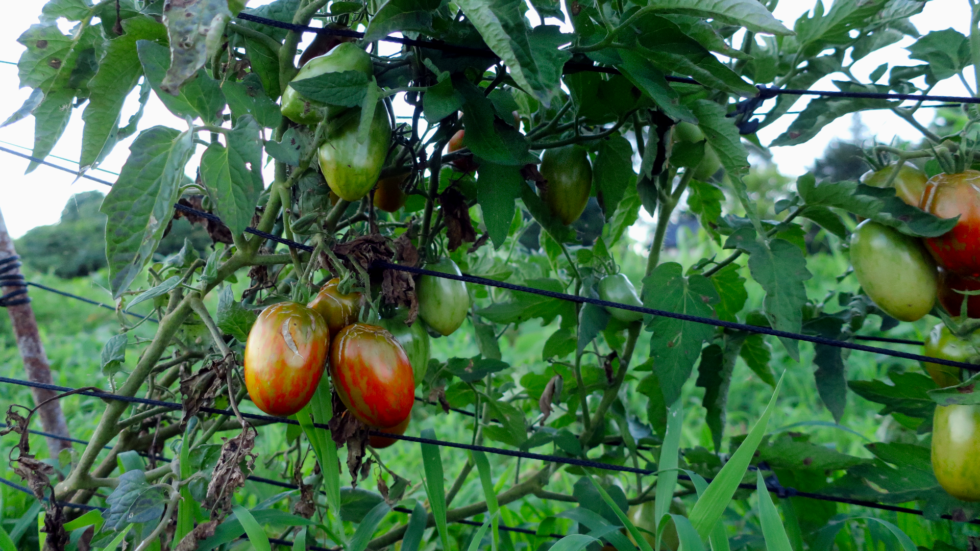 Dwarf Audrey's Love / ドワーフ オードレイズラブ / ドワーフトマト