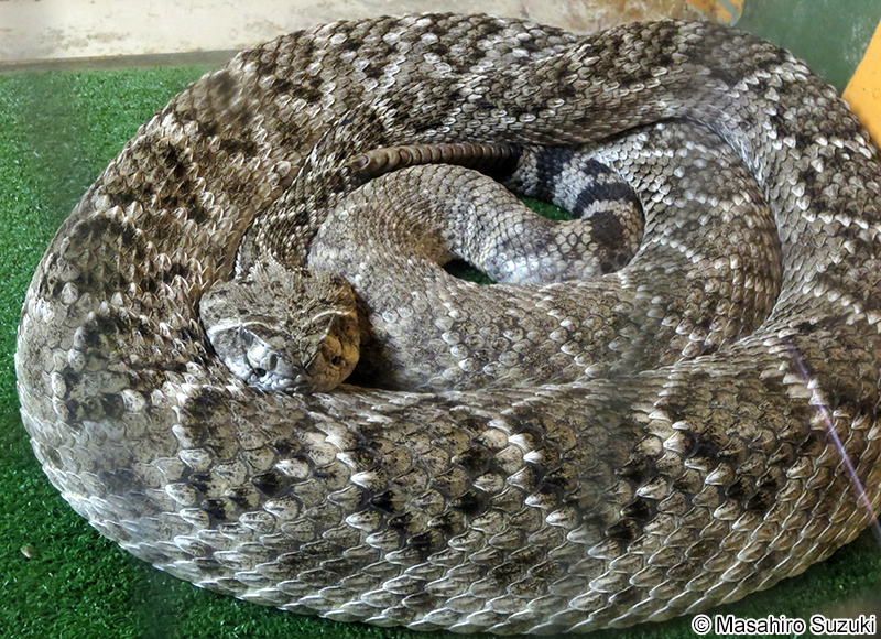 セイブダイヤガラガラヘビ Crotalus atrox