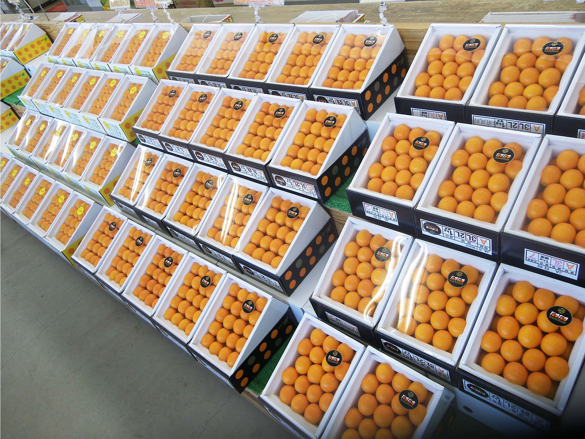 宮崎県産 最上級 A品 高級手詰め 完熟きんかん たまたまエクセレント