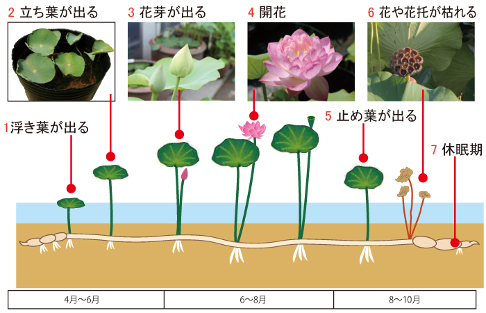 ハス・はす・蓮】ハスの季節ごとの苗の状態と管理(育て方) | 杜若園芸