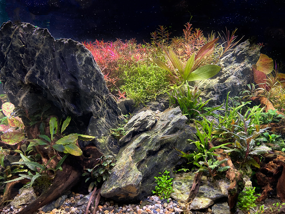 青龍石-9 | 杜若園芸WEBショップ｜水草の生産販売【通販ショップ】