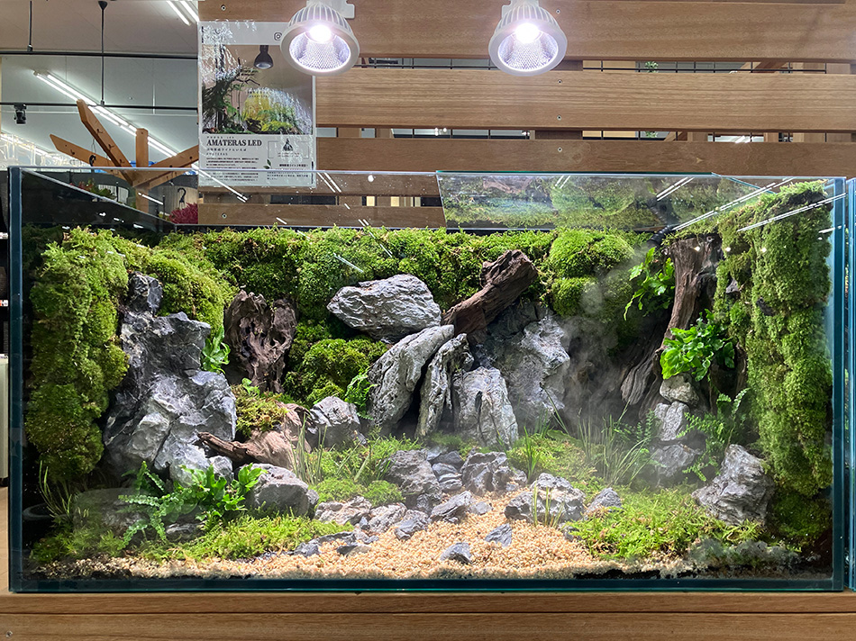 青龍石-4 | 杜若園芸WEBショップ｜水草の生産販売【通販ショップ】