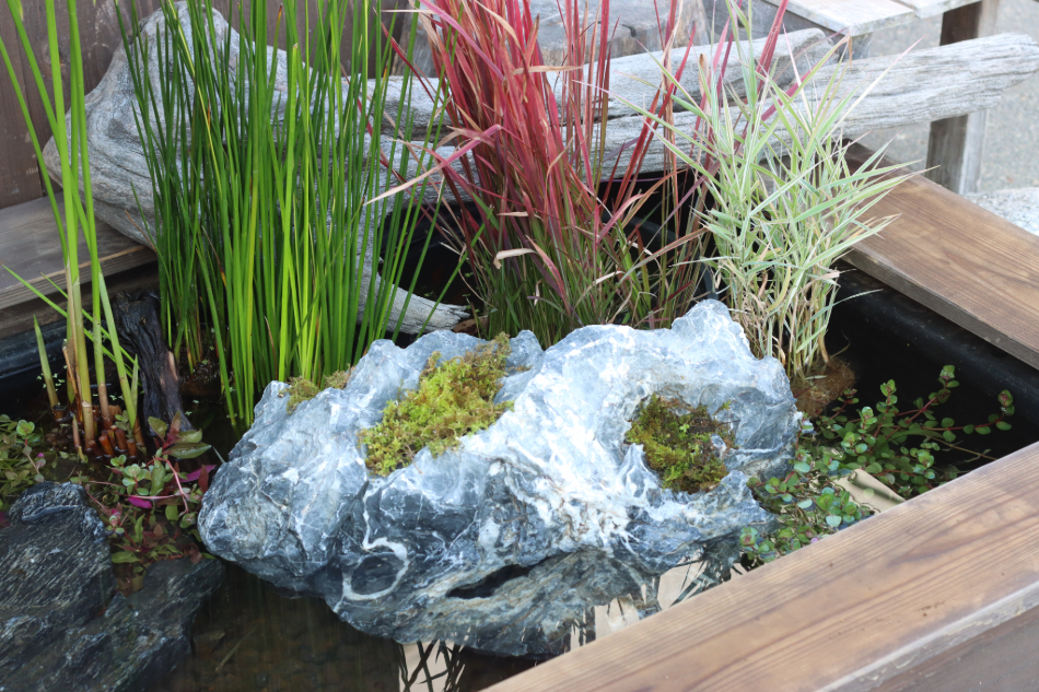 青龍石-4 | 杜若園芸WEBショップ｜水草の生産販売【通販ショップ】