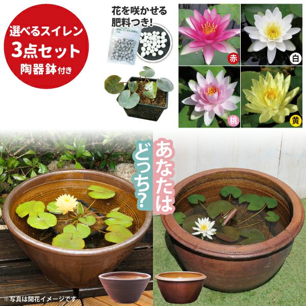 スイレン】 お楽しみ温帯睡蓮(品種不明) 3ポットセット | 杜若園芸WEB