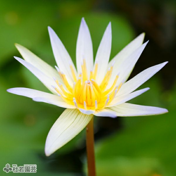 スイレン】 ドウベン(熱帯睡蓮) 10.5cmポット | 杜若園芸WEBショップ