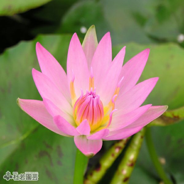 スイレン】 ピンクカペンシス(熱帯睡蓮) 19cmカゴ | 杜若園芸WEB