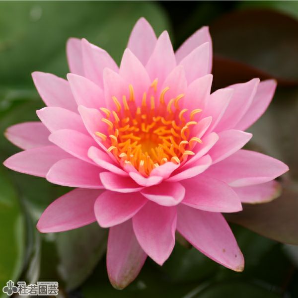 スイレン】 スプラニーピンク(温帯睡蓮) 12cmポット | 杜若園芸WEB