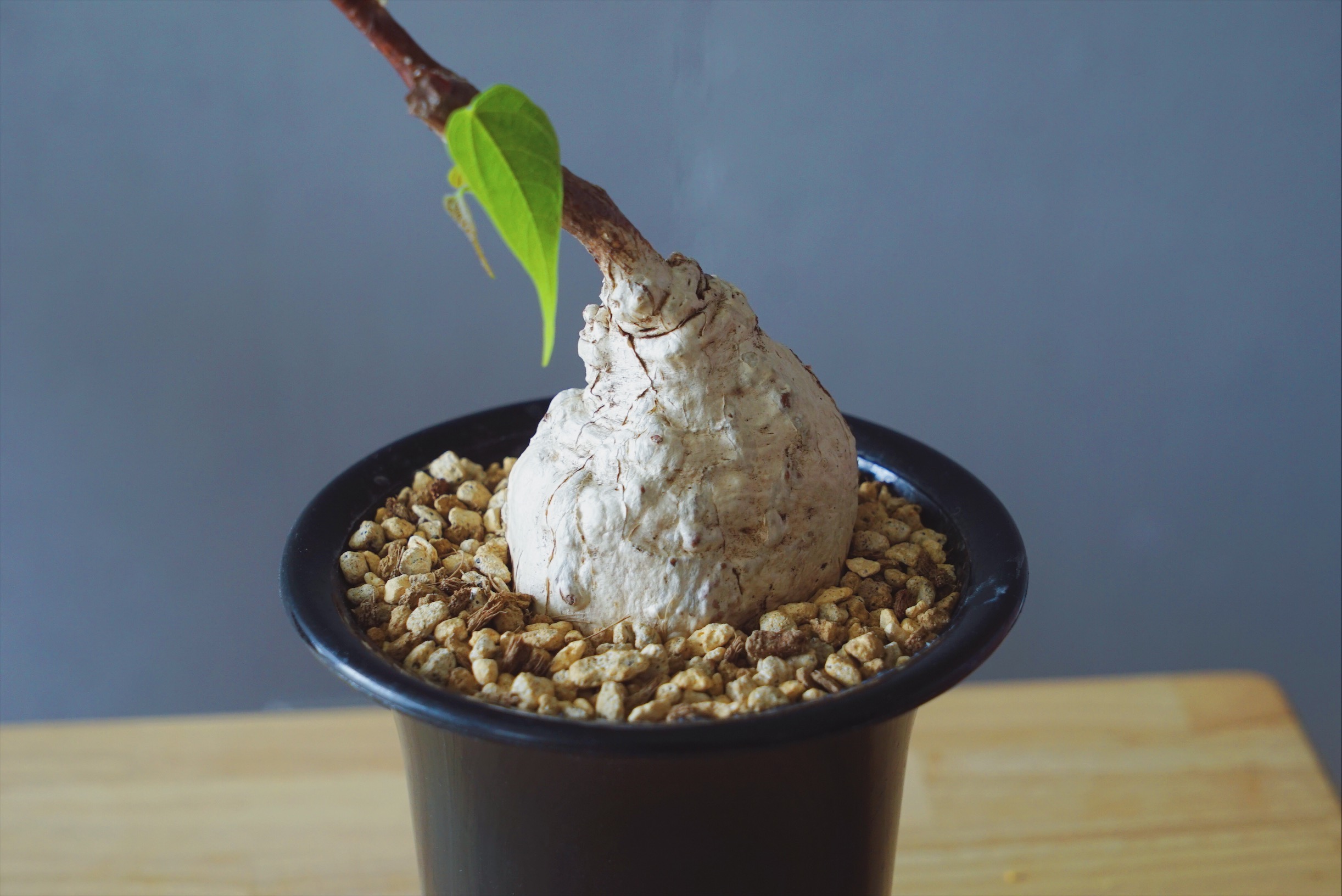 ムッチリしたエロいボディに目も釘付け。我が家の愛しき塊根植物