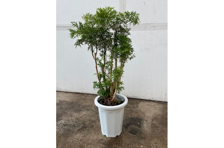 ポリシャス・フルティコーサ（タイワンモミジ） | 植物のプロが様々な