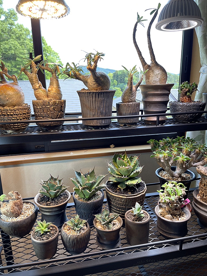 手作植木鉢 Mサイズ 検（ 塊根植物 グラキリス パキプス アガベ) 手作