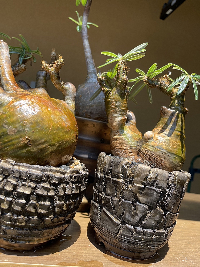 手作植木鉢 LLLL サイズ 検（ 塊根植物 グラキリス パキプス アガベ