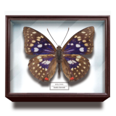 サイエンステクニカラードイツ箱マグネットコレクション 【いきもん】