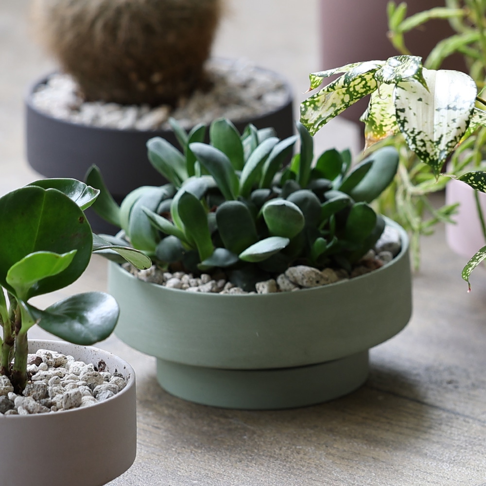 楽天市場】受け皿付き セラミック プランター 鉢 植物 HUNT9 Stef