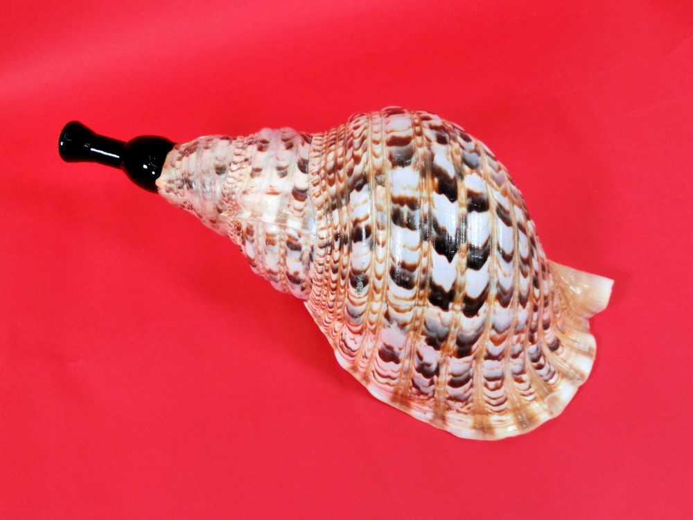 楽天市場】【法螺貝】ほら貝 大 37センチ : 三島屋楽器