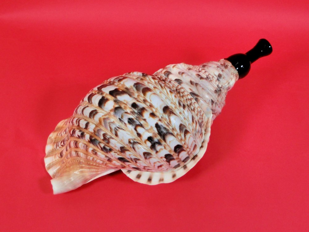 法螺貝 約35㎝ 木製歌口,赤紐付 新品 MH-443 法螺貝 約35㎝ 木製歌口