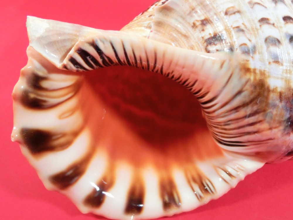 楽天市場】【法螺貝】ほら貝 特大 41センチ : 三島屋楽器