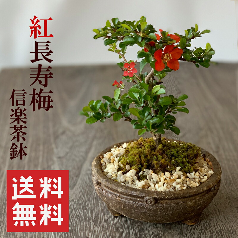 楽天市場】盆栽 長寿梅 紅花 紅長寿梅（べにちょうじゅばい） 紅長寿梅