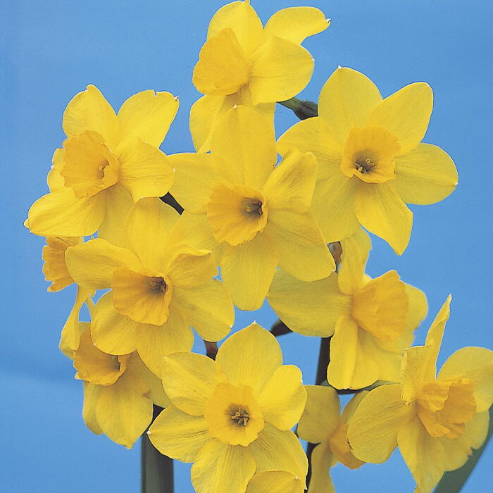 楽天市場】球根 房咲き水仙 黄房水仙 福花園 2球 fke : フラワーネット