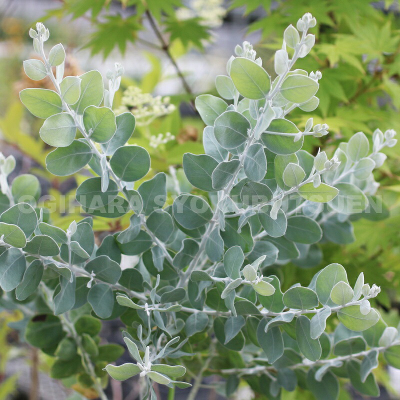 楽天市場】パールアカシア : おぎはら植物園