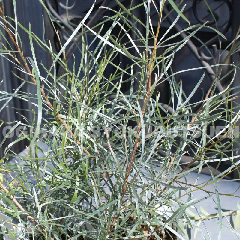 楽天市場】グレビレア エンドリチェリアナ : おぎはら植物園