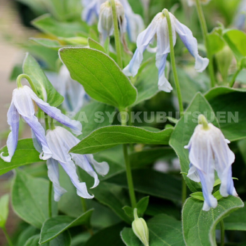 楽天市場】クレマチス インテグリフォリア '白麗'（ハクレイ） 1年苗