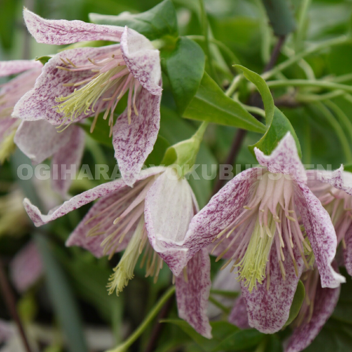 楽天市場】クレマチス シルホサ 'アドベント ベルズ' 2年苗 : お