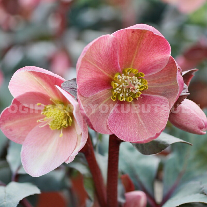 楽天市場】クリスマスローズ 'ピンク フロスト' 大苗（5号） : お