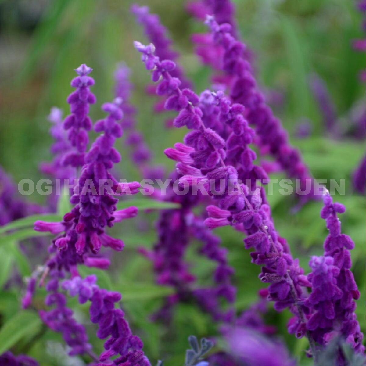 楽天市場】メキシカンセージ （アメジストセージ） : おぎはら植物園