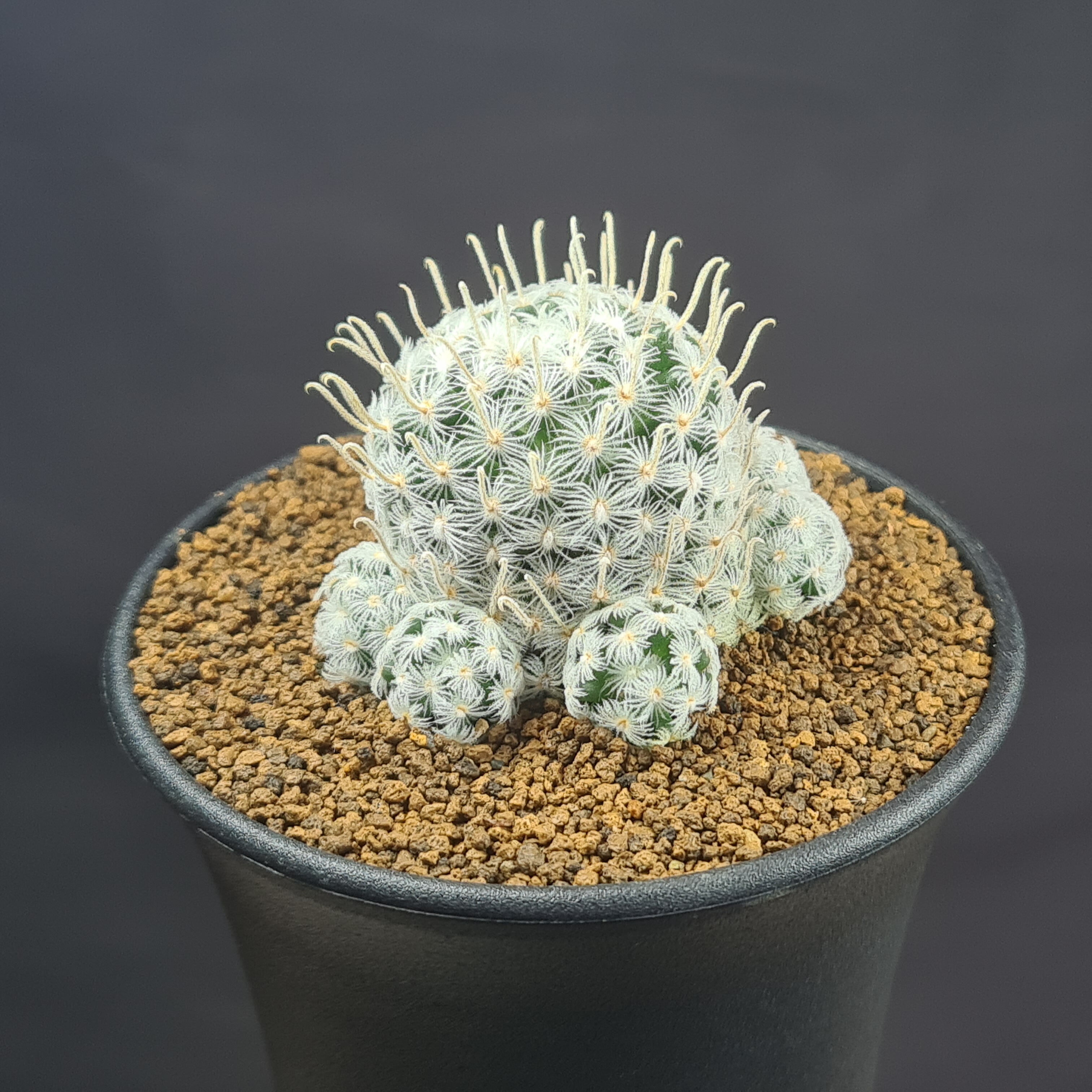 楽天市場】マミラリア・デュエイ 9cm鉢 カクタス長田 サボテン科 仔