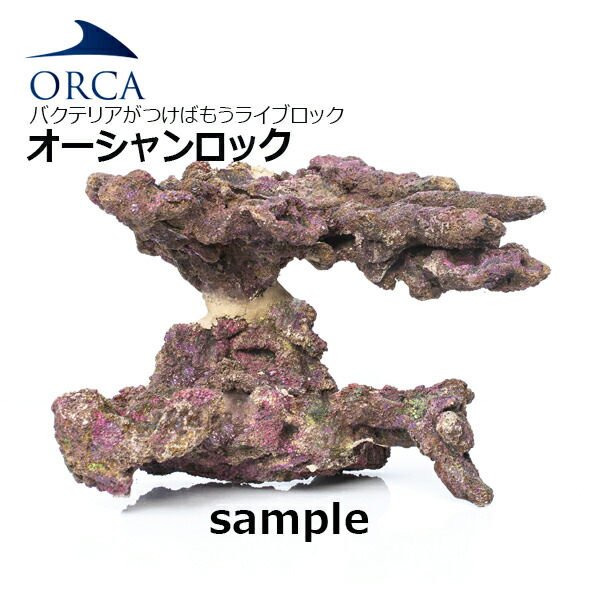 楽天市場】バクテリアがつけばもう ライブロック！ORCA OCEAN ROCK