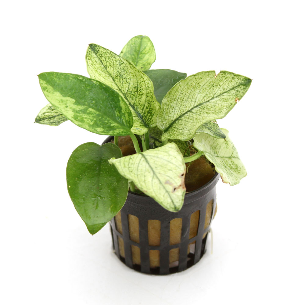 楽天市場】（水草）アヌビアスナナ 斑入り（水上葉）（1ポット分