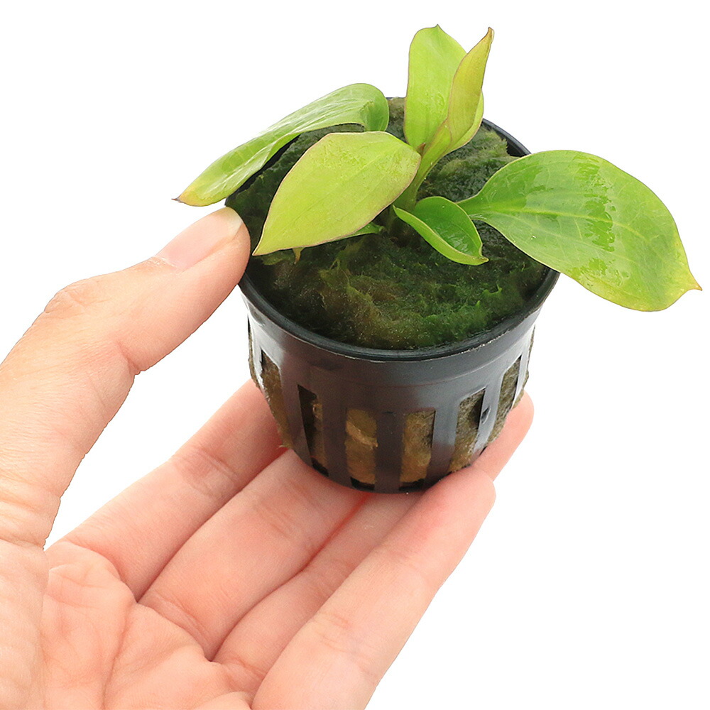 エキノドルスspリオ イプサバ 水上葉 大株 シュートあり エキノドルス