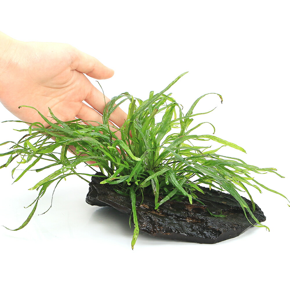 楽天市場】（水草）ミクロソリウムsp．トライデント付き流木