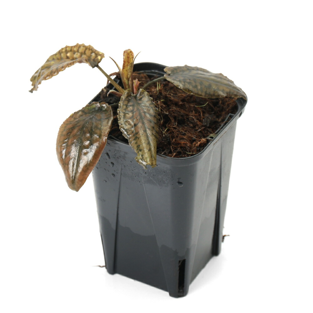 楽天市場】（水草）クリプトコリネ ストリオラータ Sanggau