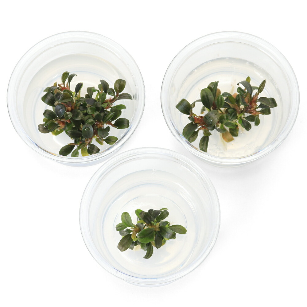 楽天市場】（水草）組織培養 ブセファランドラsp．クダガン ミニ