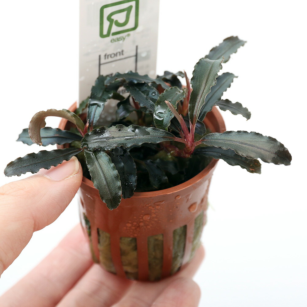 楽天市場】（水草）ブセファランドラsp．クダガン（トロピカポット