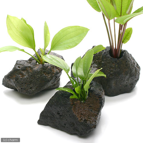 楽天市場】（水草）おまかせエキノドルス（子株・水上葉）穴あき溶岩石