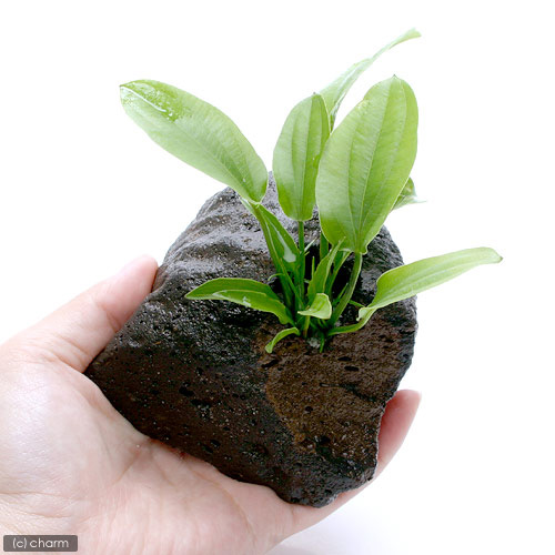 楽天市場】（水草）おまかせエキノドルス（子株・水上葉）穴あき溶岩石