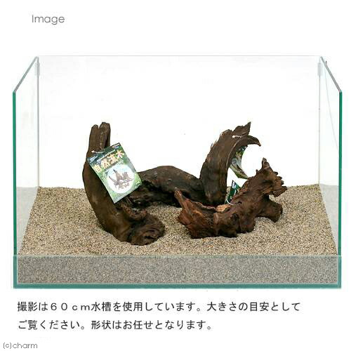 楽天市場】形状お任せ 自然流木 中（約20cm〜） 1本 アクアリウム